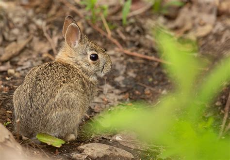 ua baby eastern cottontail brentwood nh len medlock flickr