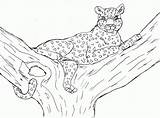 Leopard Coloring Pages Snow Kids Baby Printable Color Animals Colouring Print Comments Getcolorings Latest Childrens Coloringhome Drawing sketch template