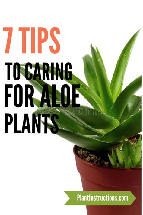 How To Care For Aloe Vera Plants Plant Instructions