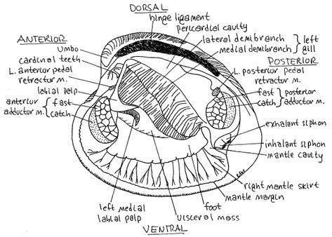 image result  schematic diagram   seashell molluscs sea shells diagram mantle