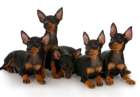 manchester terrier puppies toy dog breeds miniature pinscher puppy toy manchester terrier