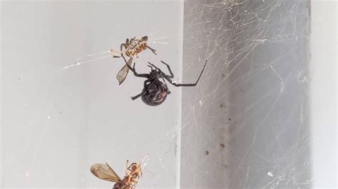 Black Widow Wasp Fight Youtube