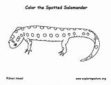 Spotted Salamander Coloring sketch template