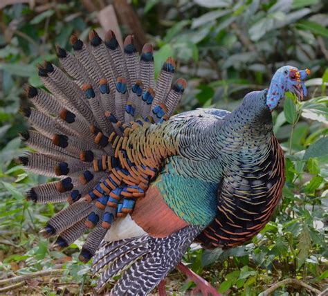 Ocellated Turkey Images Turkey Images Beautiful Birds