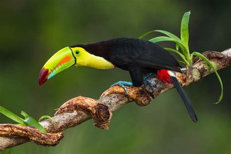 toco toucan ramphastos toco pgcps mess reform sasscer  delay