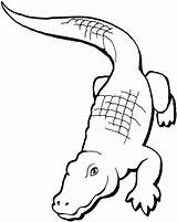 Animale Colorat Crocodile Desenhos Coloriage Crocodil Planse Jacare Colorir Cocodrilo Desene Dibujo Salbatice Caiman Pintarcolorir Nil Copilul Alligator Calme Educatia sketch template