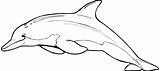 Bottlenose Coloring Dolphin Drawings 75kb 316px Gif sketch template