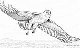 Falco Vola Colorare Ausmalbilder Falke Disegno Hawk Malvorlagentv sketch template