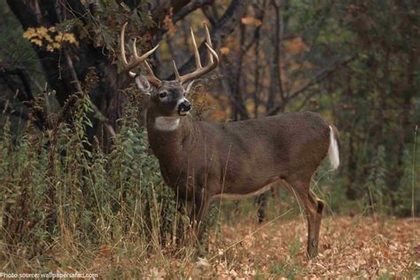 interesting facts  white tailed deer  fun facts