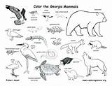 Coloring Habitat Animal Pages Habitats Getcolorings Printable sketch template