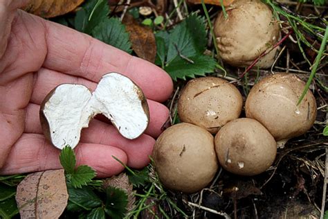 how to cultivate puffball mushrooms farm info