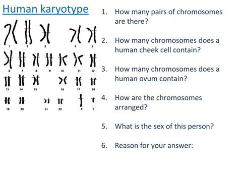 Ppt Human Karyotype Powerpoint Presentation Free Download Id 2284165