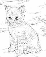 Coloring Pages Cat Kitten sketch template