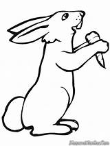 Kelinci Rabbit Mewarnai Wortel Makan Rabbits Sketsa Hase Carrot Diwarnai Lucu Binatang Imut Mudah Putra Tersebut Biarkan Semuanya Putri Coloringfolder sketch template