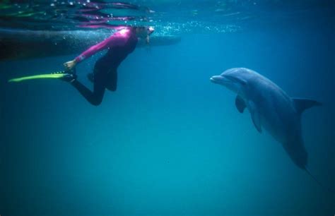 Water Planet ‣ Swim With The Dolphins Panama City Beach Destin 30a Fl