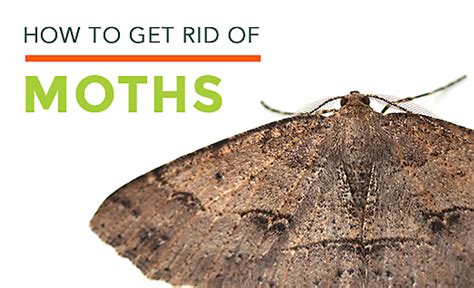 clothes moths facts how to get rid of moths