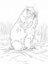 Prairie Dog Tailed Coloring Pages Printable Categories Getdrawings Drawing sketch template