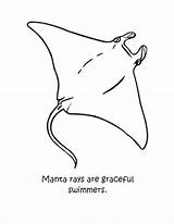 Manta Ray Coloring Pages Drawing Graceful Color Print Getcolorings Button Using Getdrawings Grab Could Sheet Right sketch template
