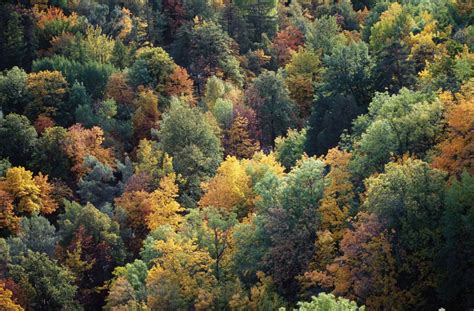 land biomes temperate forests