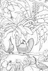 Paradise Birds Book Colouring sketch template