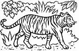 Tiger Coloring Pages Getcolorings Printable sketch template