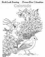 Atozkidsstuff State Colorado Bird Flower sketch template