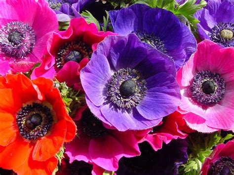 meaning   anemone flower