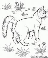 Kot Ogrodzie Colorkid Kolorowanki Kolorowanka Zwierząt sketch template