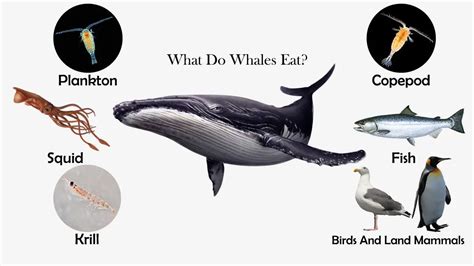 whales eat feeding nature