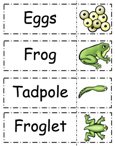 frog life cycle printable preschool printables