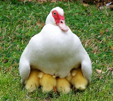 white muscovy duck  baby ducklings pets