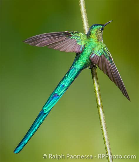 photograph hummingbirds  long tailed sylph  ecuador