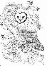 Owls Roses Hibou Coloriages Ausmalbild Eule Abstract sketch template