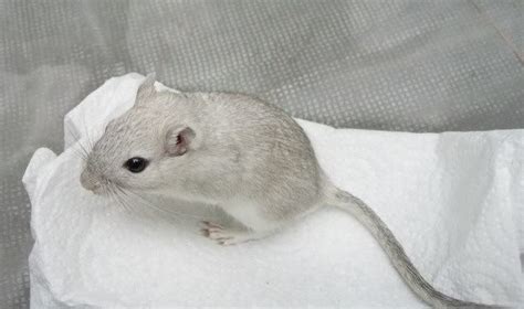 1200 Best Images About Gerbil Things On Pinterest