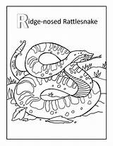 Rattlesnake Ridge Rattlesnakes Diamondback Nosed Mammal Designlooter K5worksheets sketch template