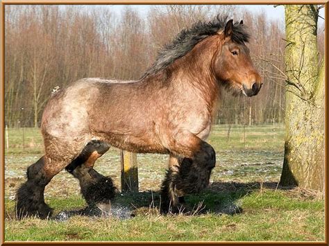 trekpaard hengst google zoeken rare horses big horses horse love horse girl show horses
