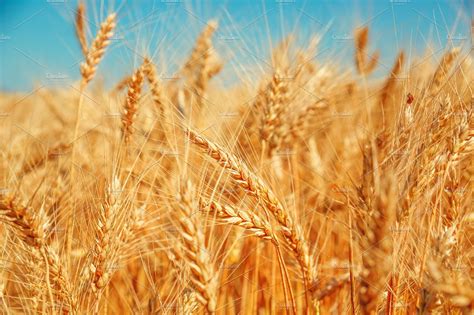 gold wheat field  blue sky beautiful ripe harvest nature  creative market