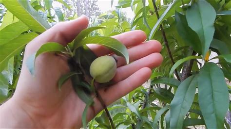 germinate peach seeds fast
