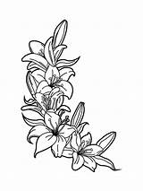 Coloring Pages Lily Flower Flowers Lilies Printable sketch template