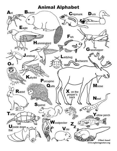 animal alphabet coloring page  kids student handouts animal alphabet