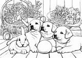 Puppies Coloring Adult Favoreads Printable sketch template