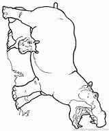 Coloring Pages Hippogriff Hippo Getdrawings Getcolorings sketch template