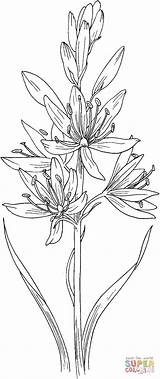 Hyacinth Kleurplaten Camassia Scilloides Jacinto Kolorowanka Supercoloring Kolorowanki Salvaje Lilii Kwiat Hyacint Designlooter Hiacynt Hyacinthus sketch template
