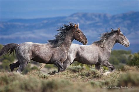 images  mustang wild horses  pinterest mustang