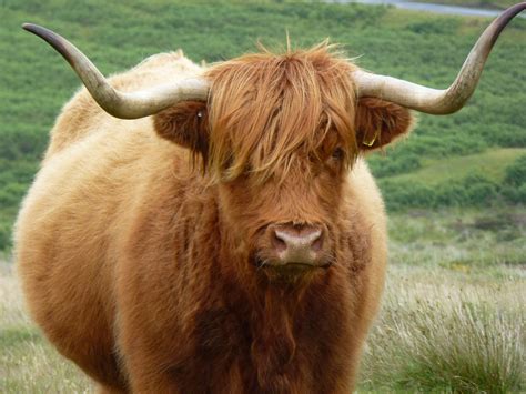 dartmoor  scottish highland  highland cattle cattle