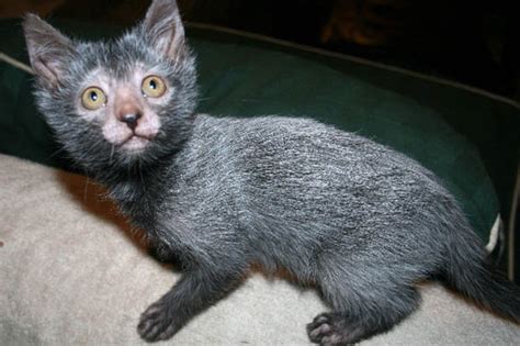 Video The Strangely Cute Lykoi Werewolf Cat Taking The Web By Storm
