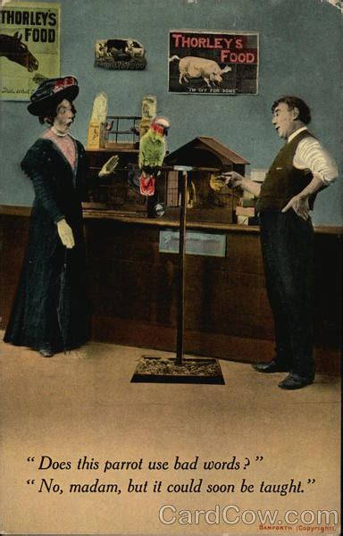 man woman and parrot comic funny postcard