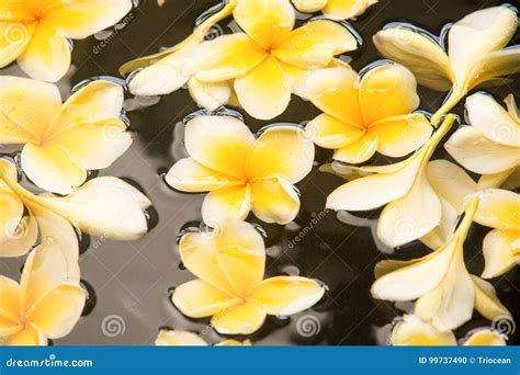 frangipani spa flowers stock photo image  background