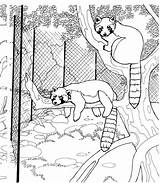 Raccoon Rode Dierentuin Kleurplaat Wildlife Kleurplaten Bobcat Footprint Homecolor sketch template