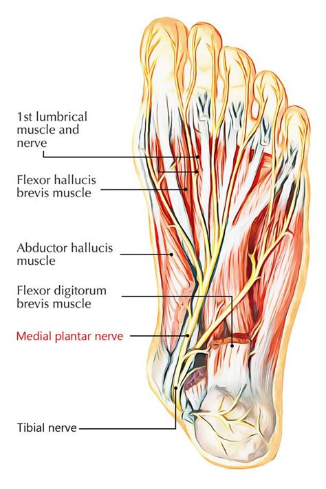 medial plantar nerve nerve human body anatomy body anatomy